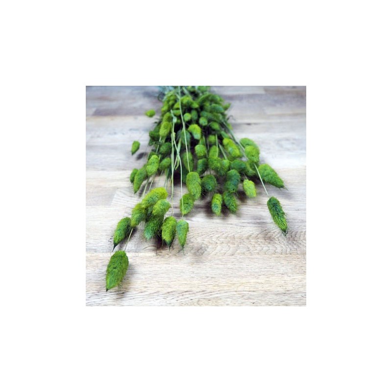 Herbes sèches lagurus overtus