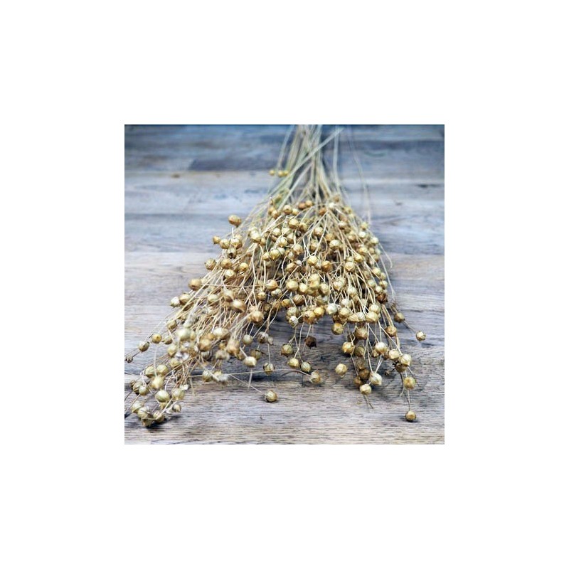 Lin séché pour bouquet éternel