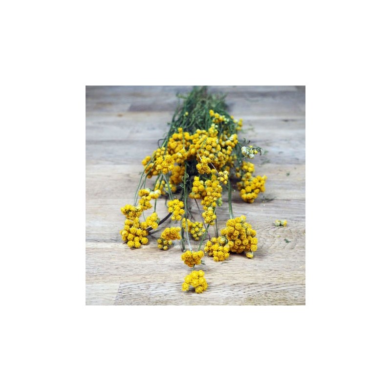 lona  séchées fleurs jaune