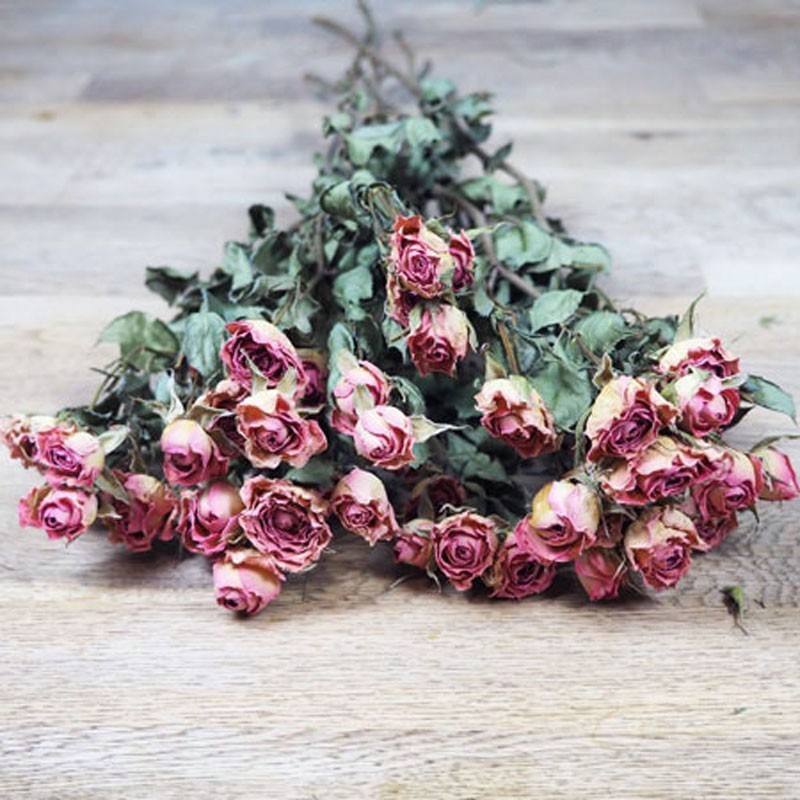 roses rose séchées