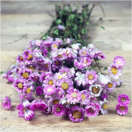 botte de rodanthe séchée