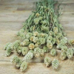 La botte de Phalaris sec pour un boquet champêtre