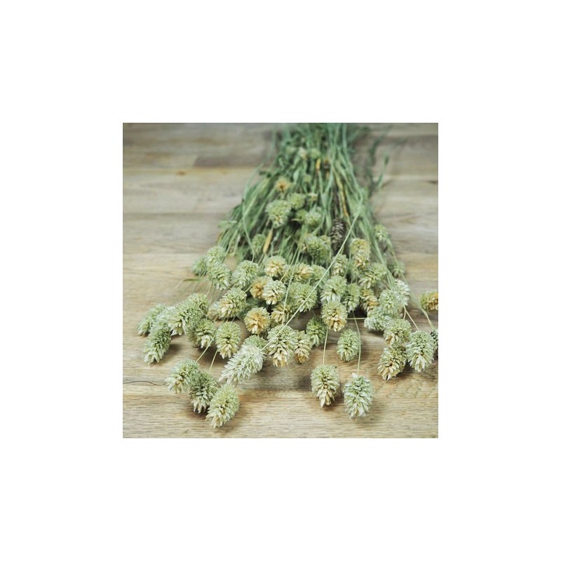 La botte de Phalaris sec pour un boquet champêtre