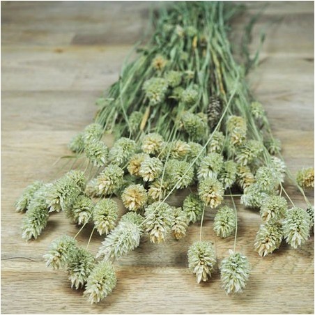 La botte de Phalaris sec pour un boquet champêtre