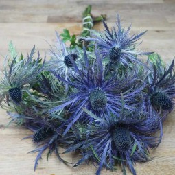 Des chardons pour mon bouquet champêtre