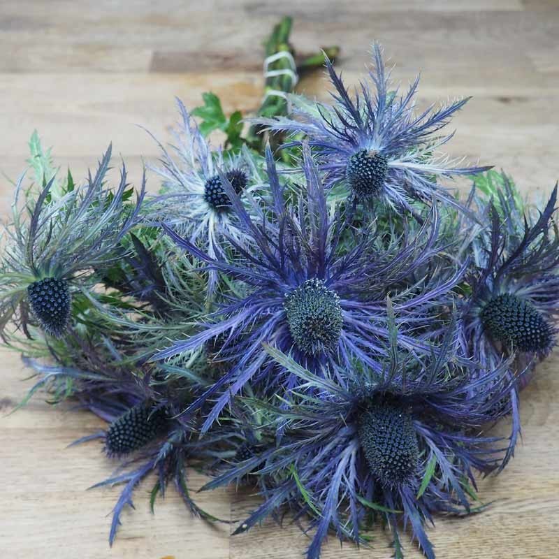 Des chardons pour mon bouquet champêtre