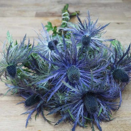 Des chardons pour mon bouquet champêtre