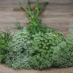 La dille fleurs champêtre par excellence pour mon bouquet DIY