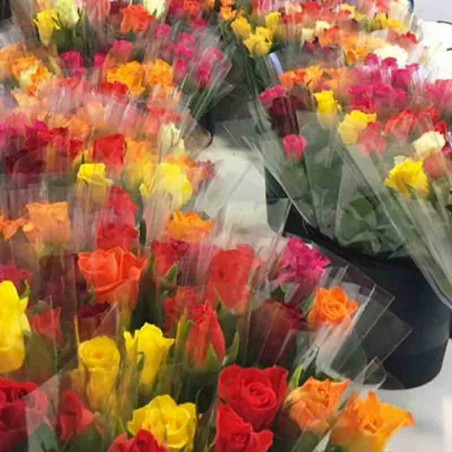 Rose stabilisées emballées à l'unité.