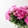 bouquet de pivoine