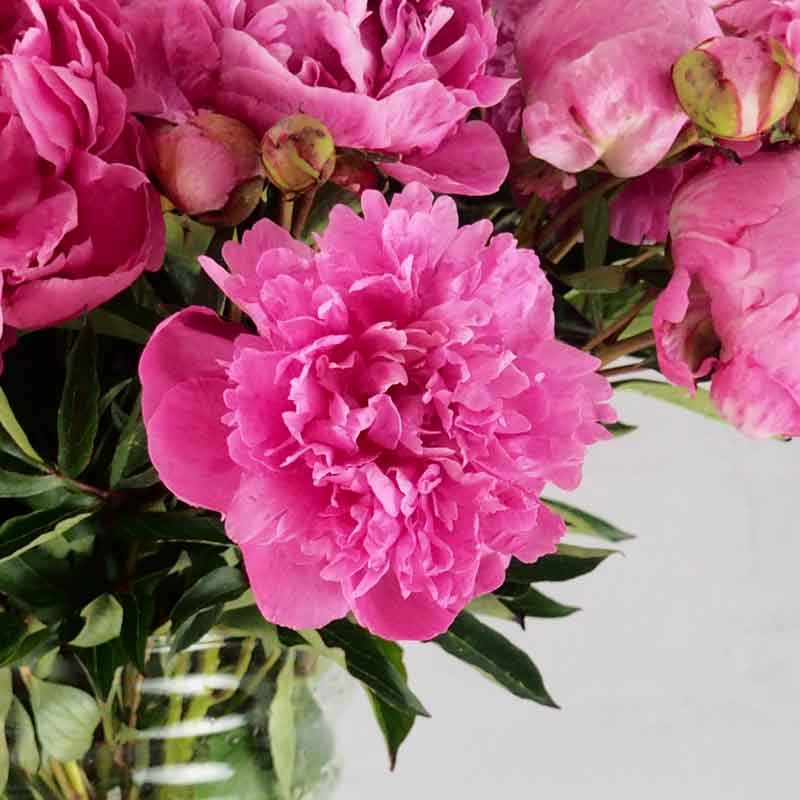 bouquet de pivoine