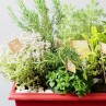 jardinière de plante aromatique gros plan