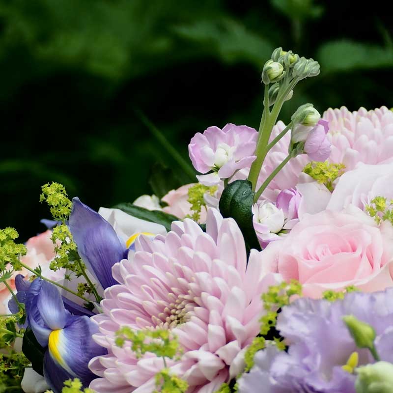 la nature compose en bleu gros plan