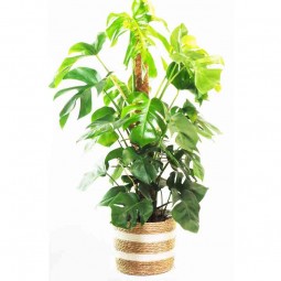 Mon monstera, mon salon ressemble à une jungle