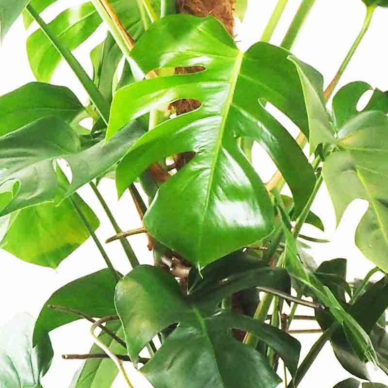 Gros plan sur la feuille d'un monstera