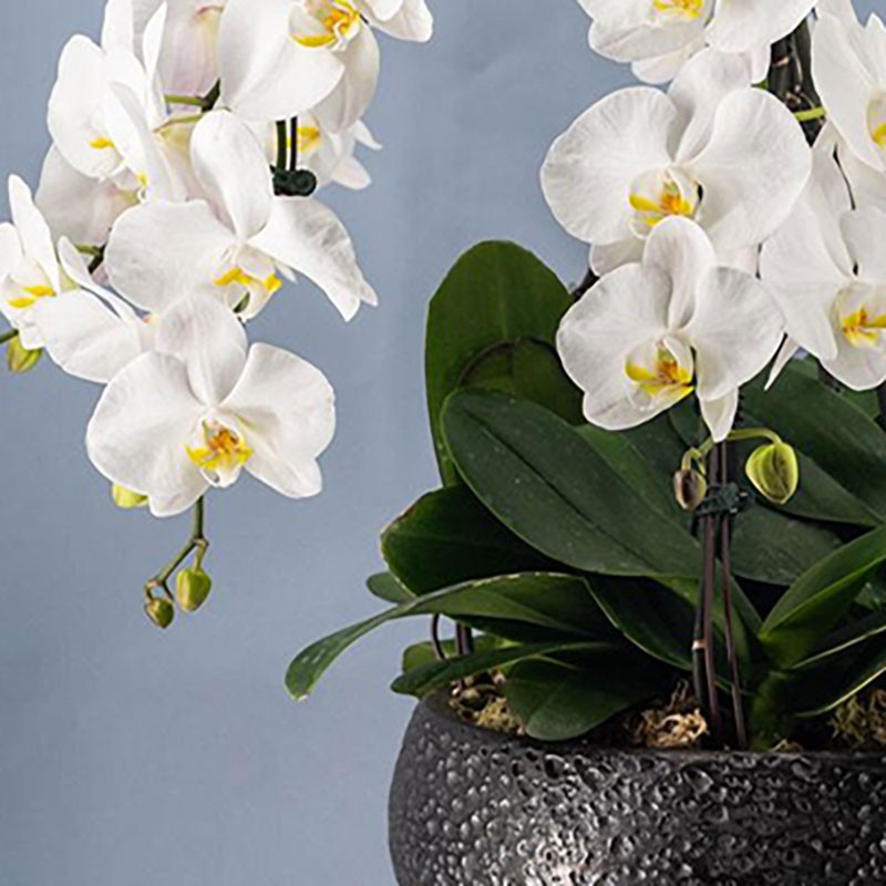 Superbes phalaenopsis blanc dans une coupe en céramique