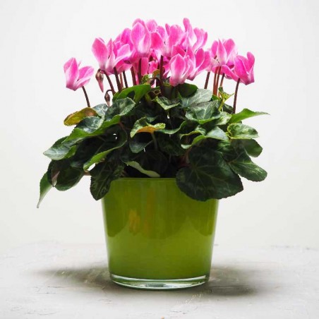 mini cyclamen