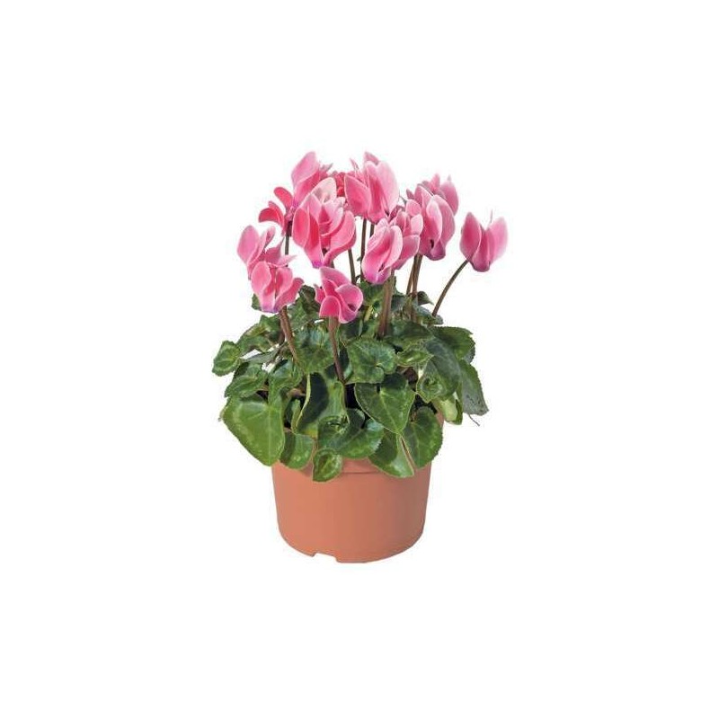 mini cyclamen