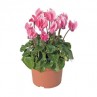 mini cyclamen