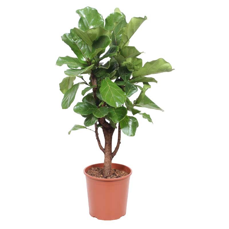 FICUS LYRATA