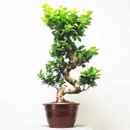 Ficus ginseng