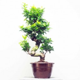 Ficus ginseng