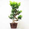 Ficus Ginseng