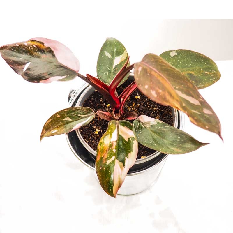 Plante à caractéristique rare