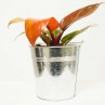Philodendron Prince of Orange pour les amateurs de botanique