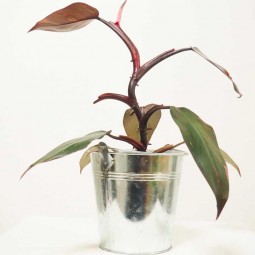 Petite plante dans pot