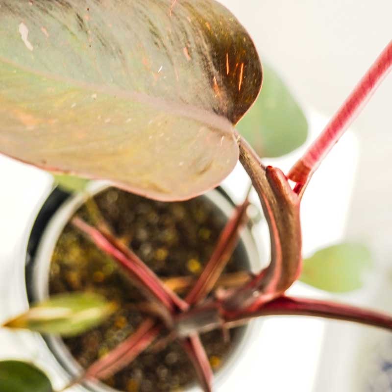 Philodendron en intérieur