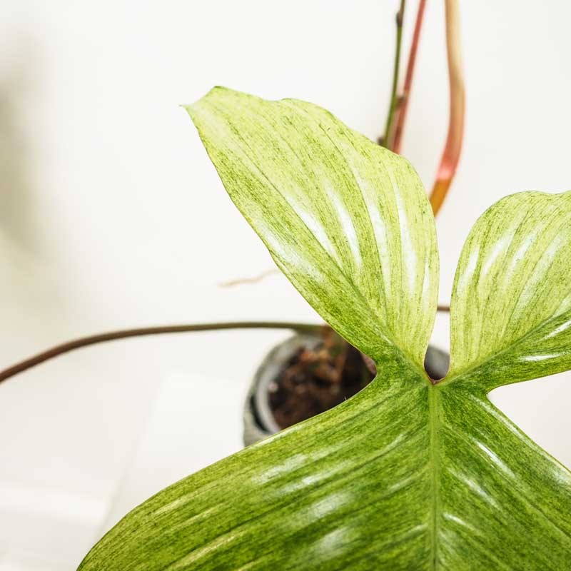 Feuille verte avec détail