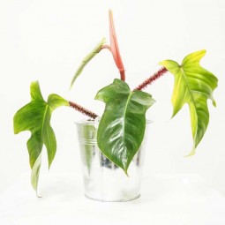 Plante dans son petit pot