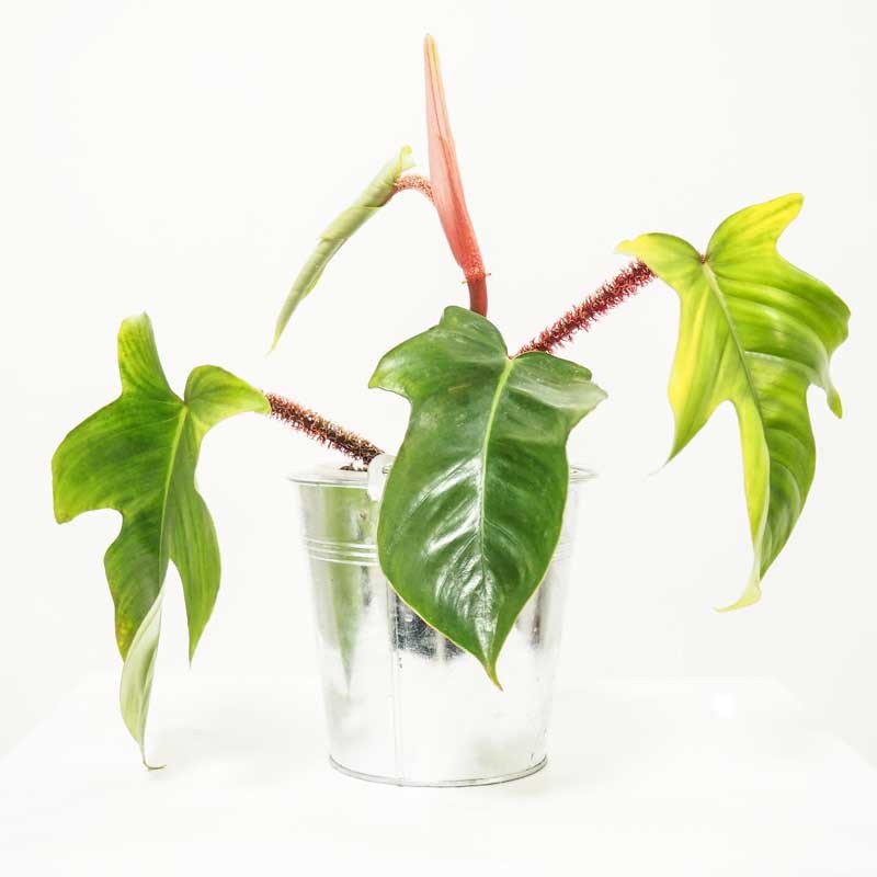 Plante dans son petit pot