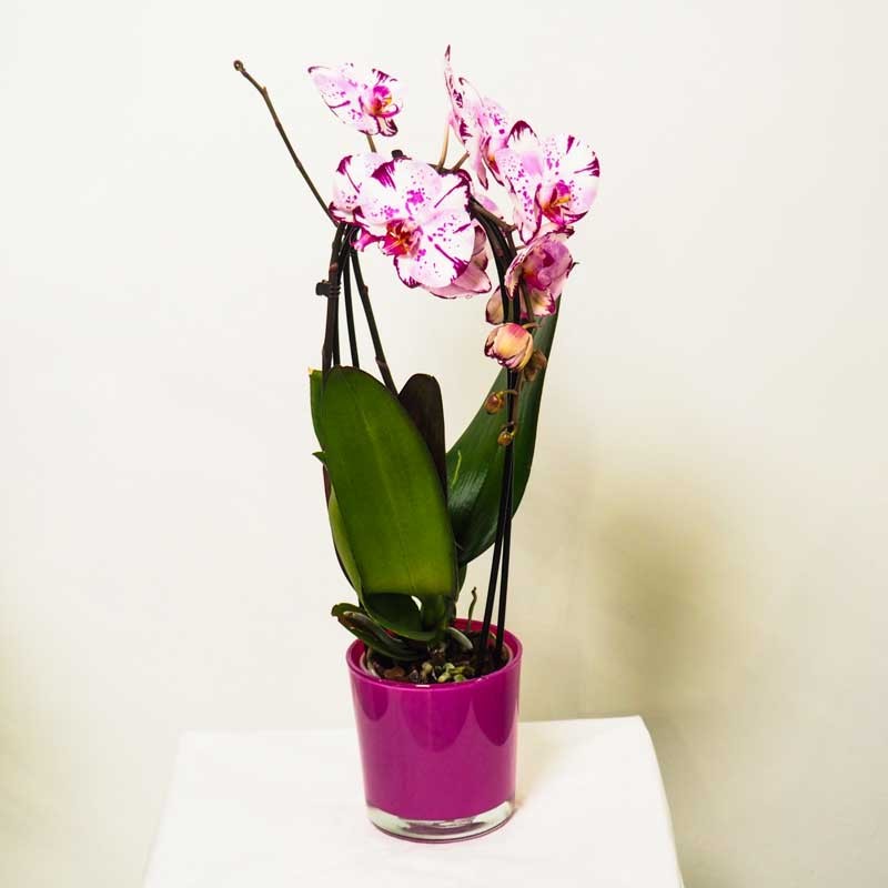 Plantes donnant des fleurs rosé