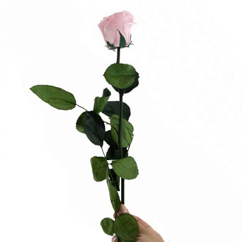 ROSE ROSE STABILISE DANS SE BOX