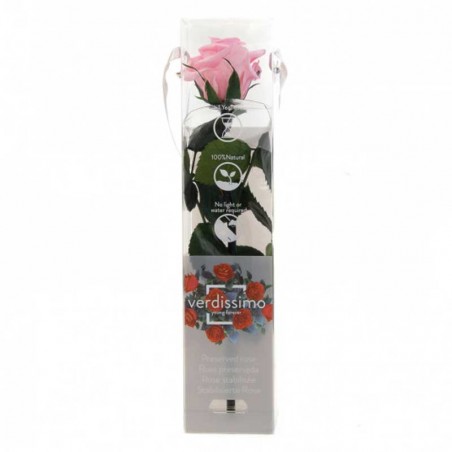 ROSE ROSE STABILISE DANS SE BOX