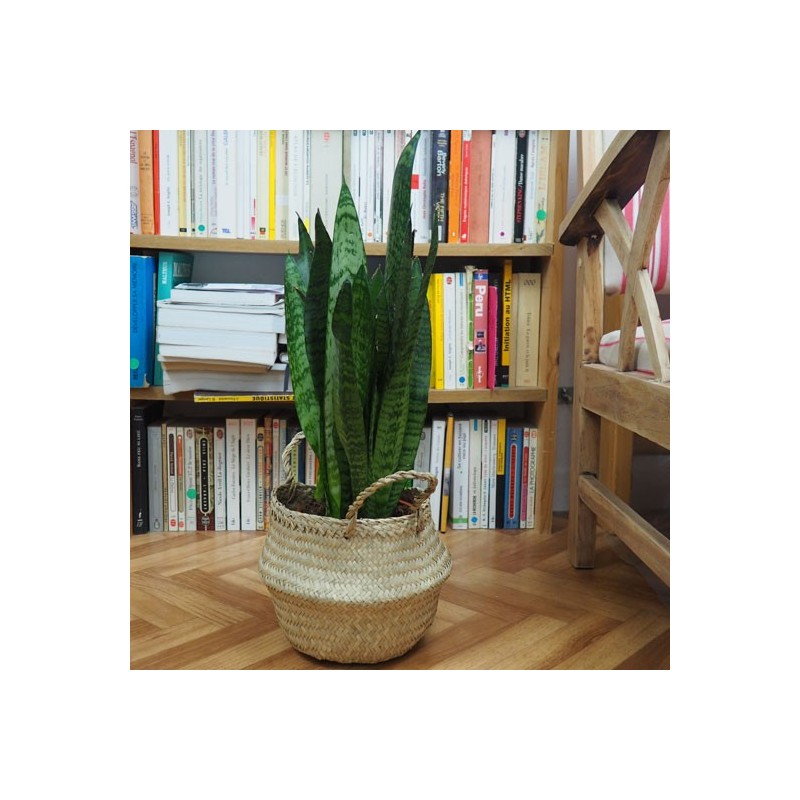 Redécouvrez le sansevieria