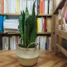 Redécouvrez le sansevieria
