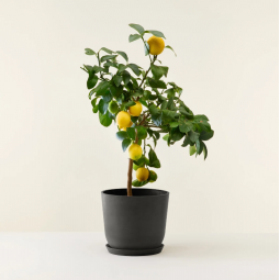 Citronnier d'appartement