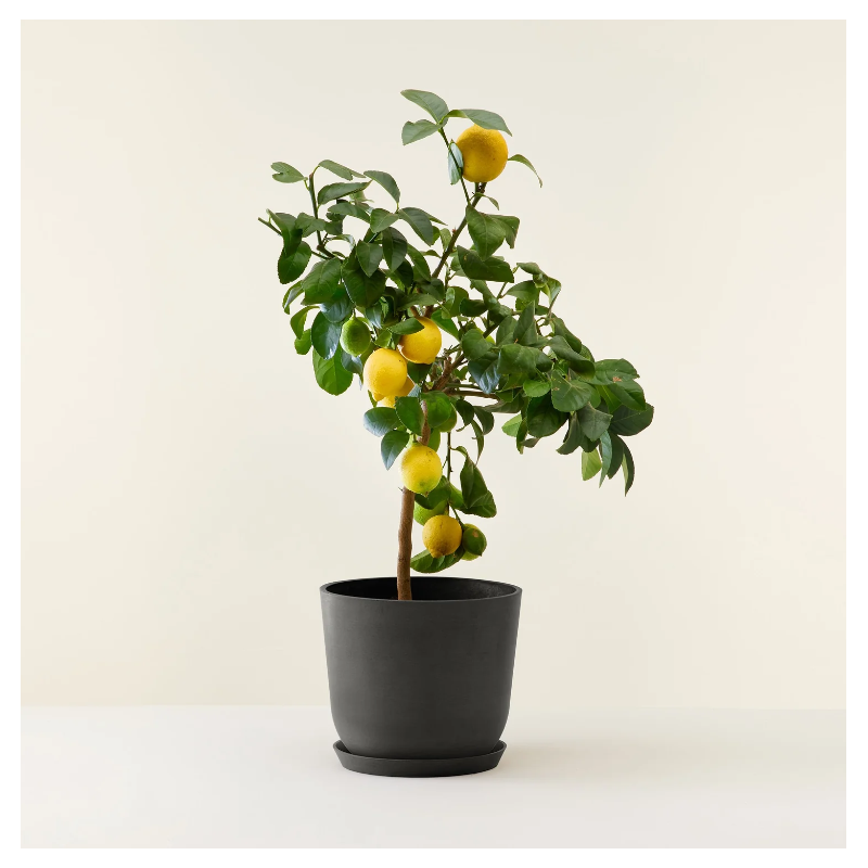 Citronnier d'appartement