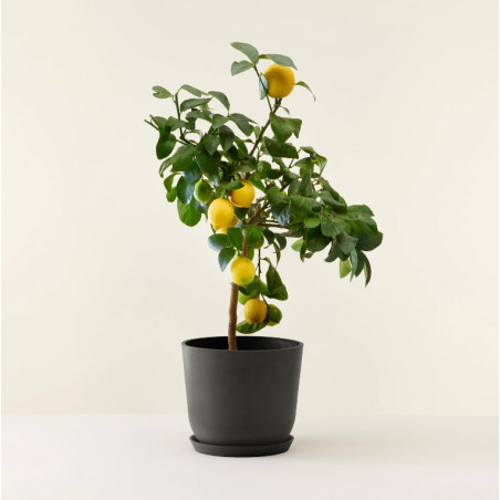 Citronnier d'appartement