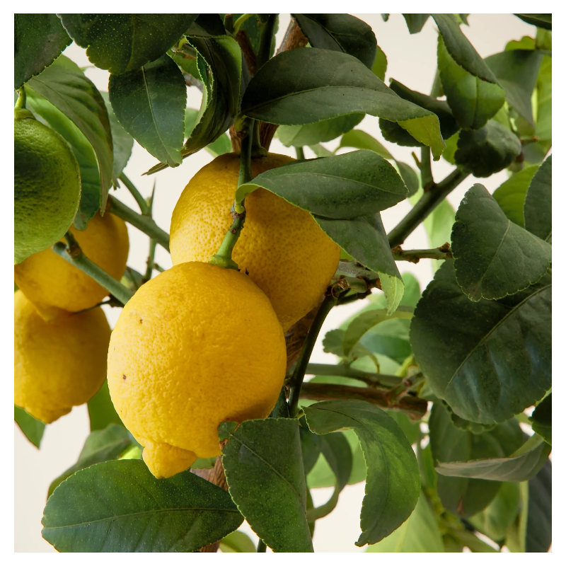 Citronnier d'appartement