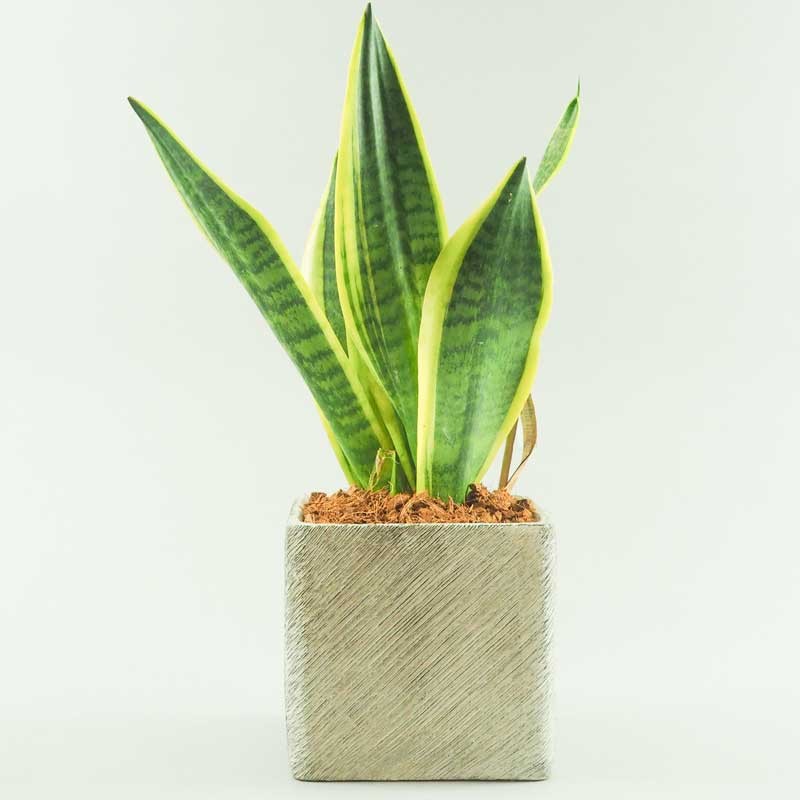 sansevieria dans son cache pot