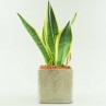 sansevieria dans son cache pot