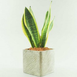 sansevieria