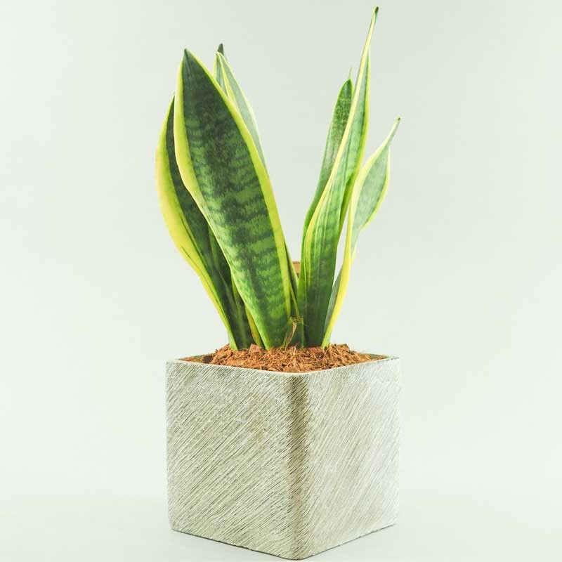 sansevieria