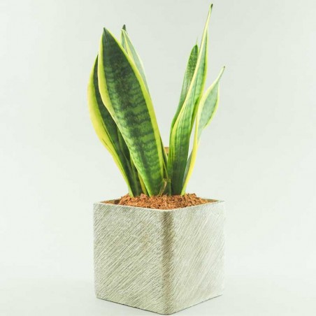sansevieria