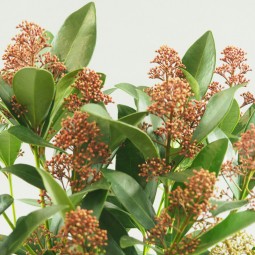 La skimmia japonica