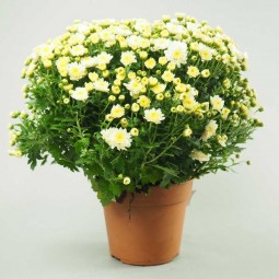 POT DE CHRYSANTHEME